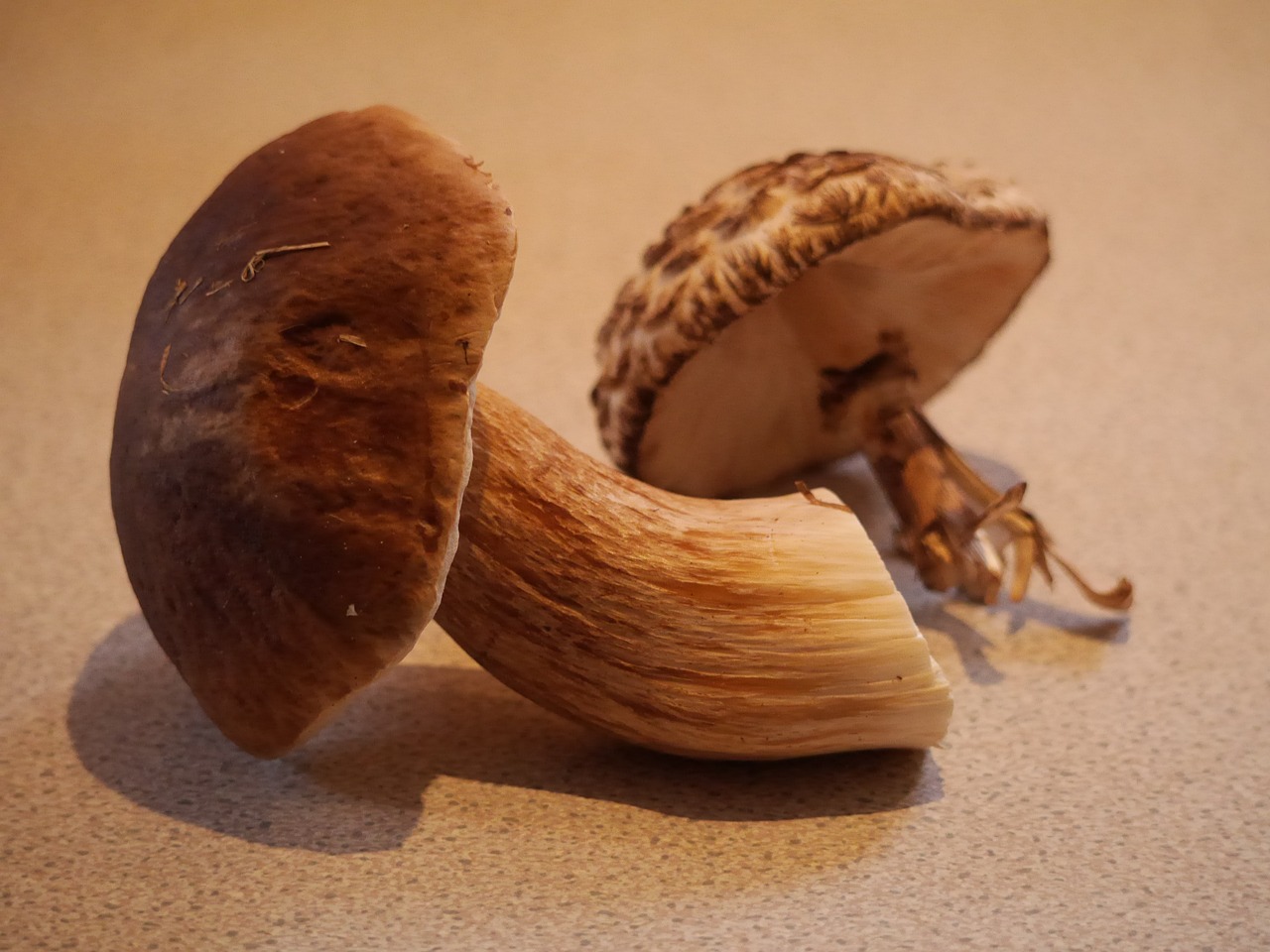 bolete mushroom fungi free photo