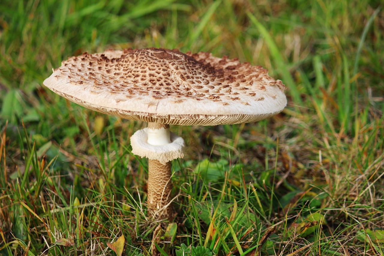 boletes mushroom parasol free photo