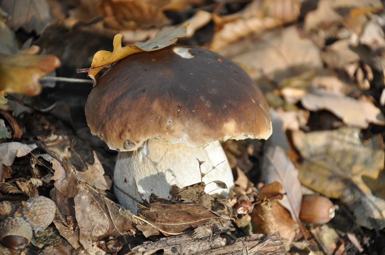 boletus cep collection free photo