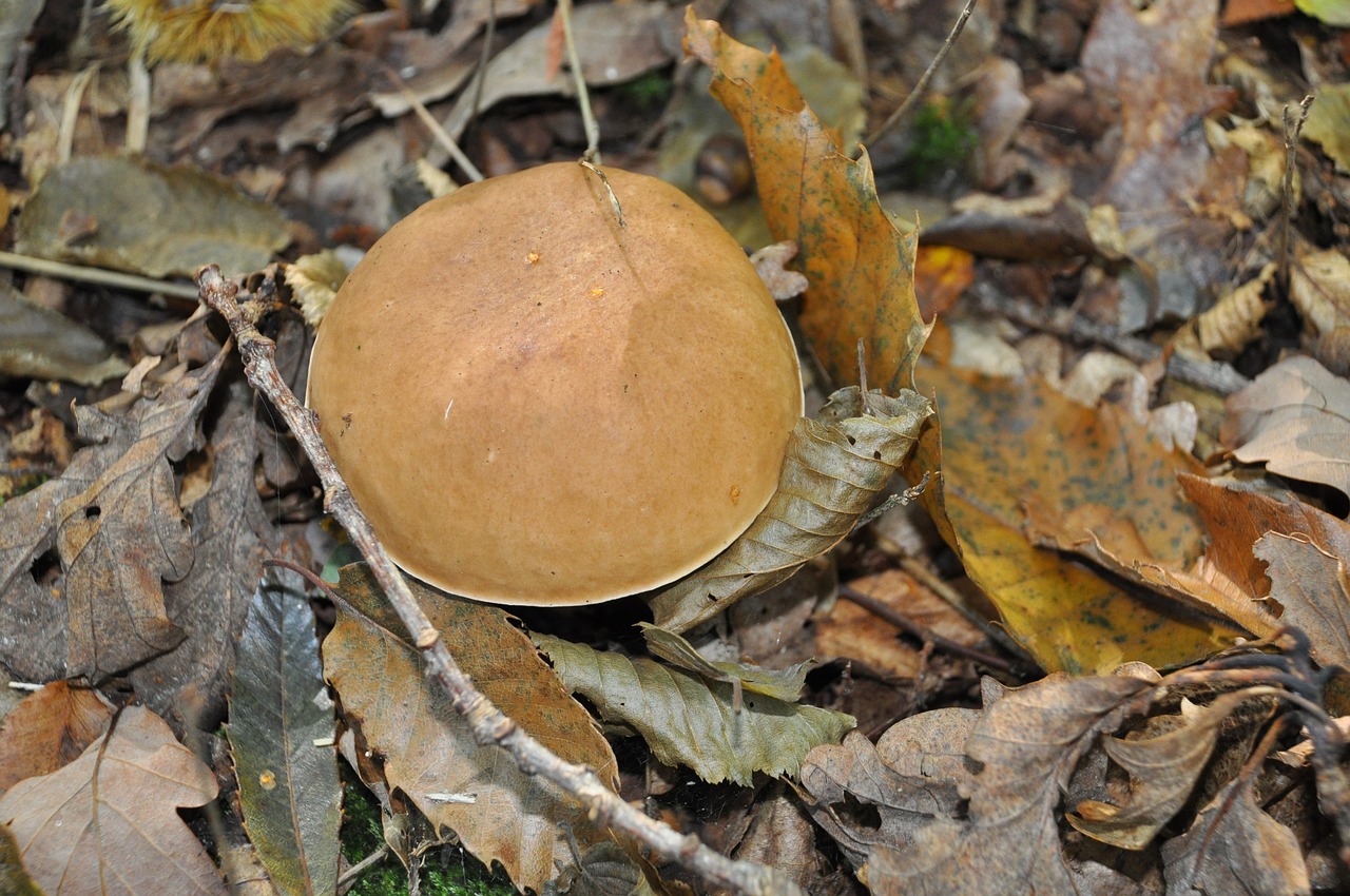 boletus cep collection free photo