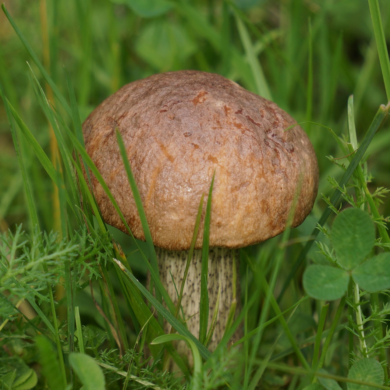 boletus boletaceae mushroom free photo