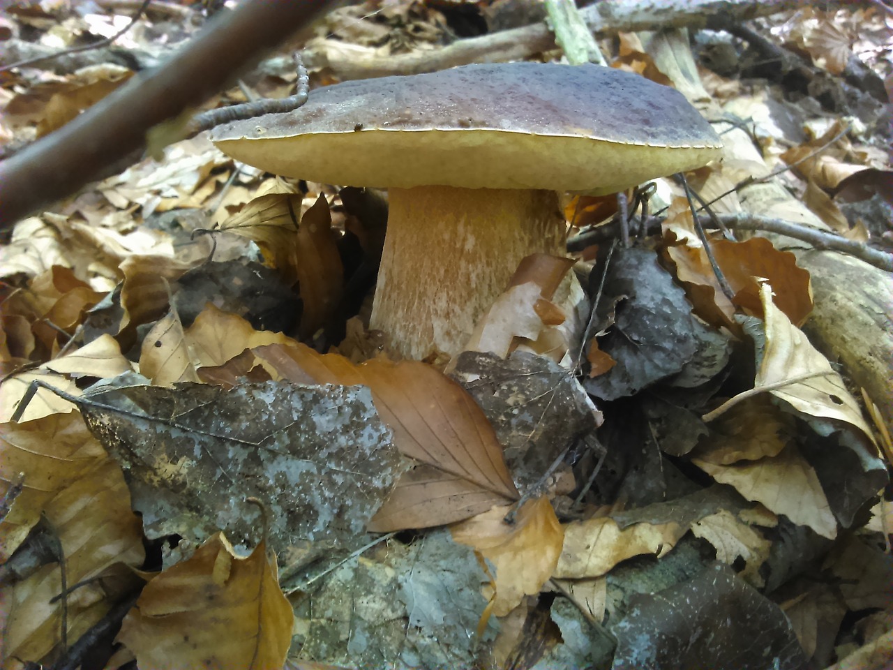 boletus sponge forest free photo