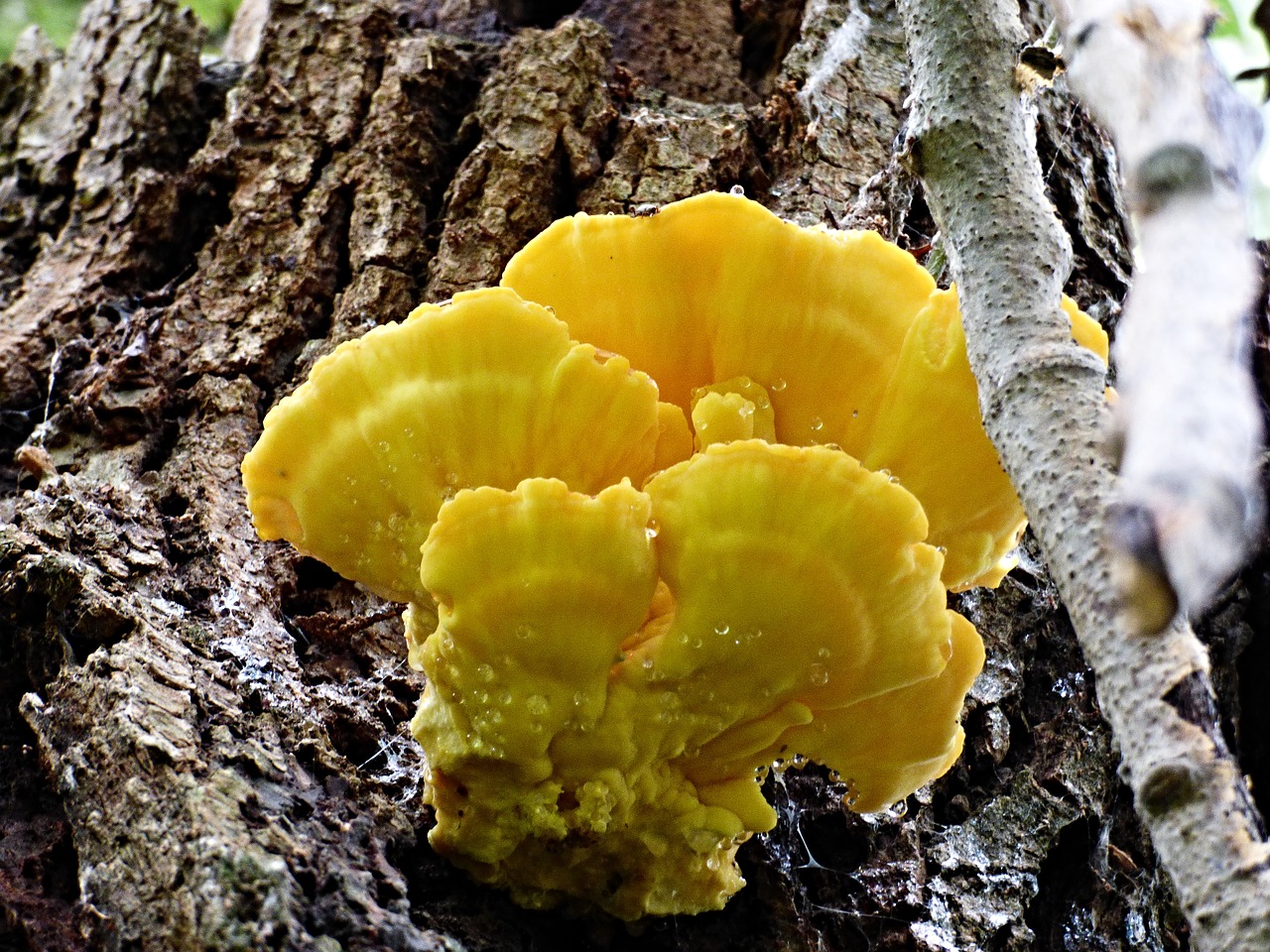 boletus syrovec bark free photo