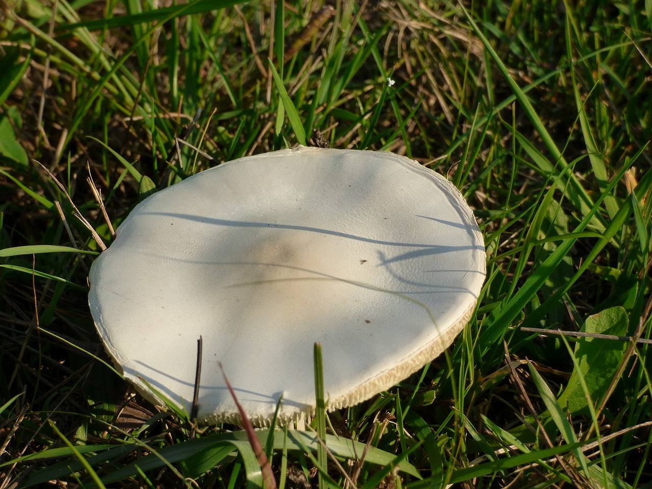 boletus sponge grass free photo