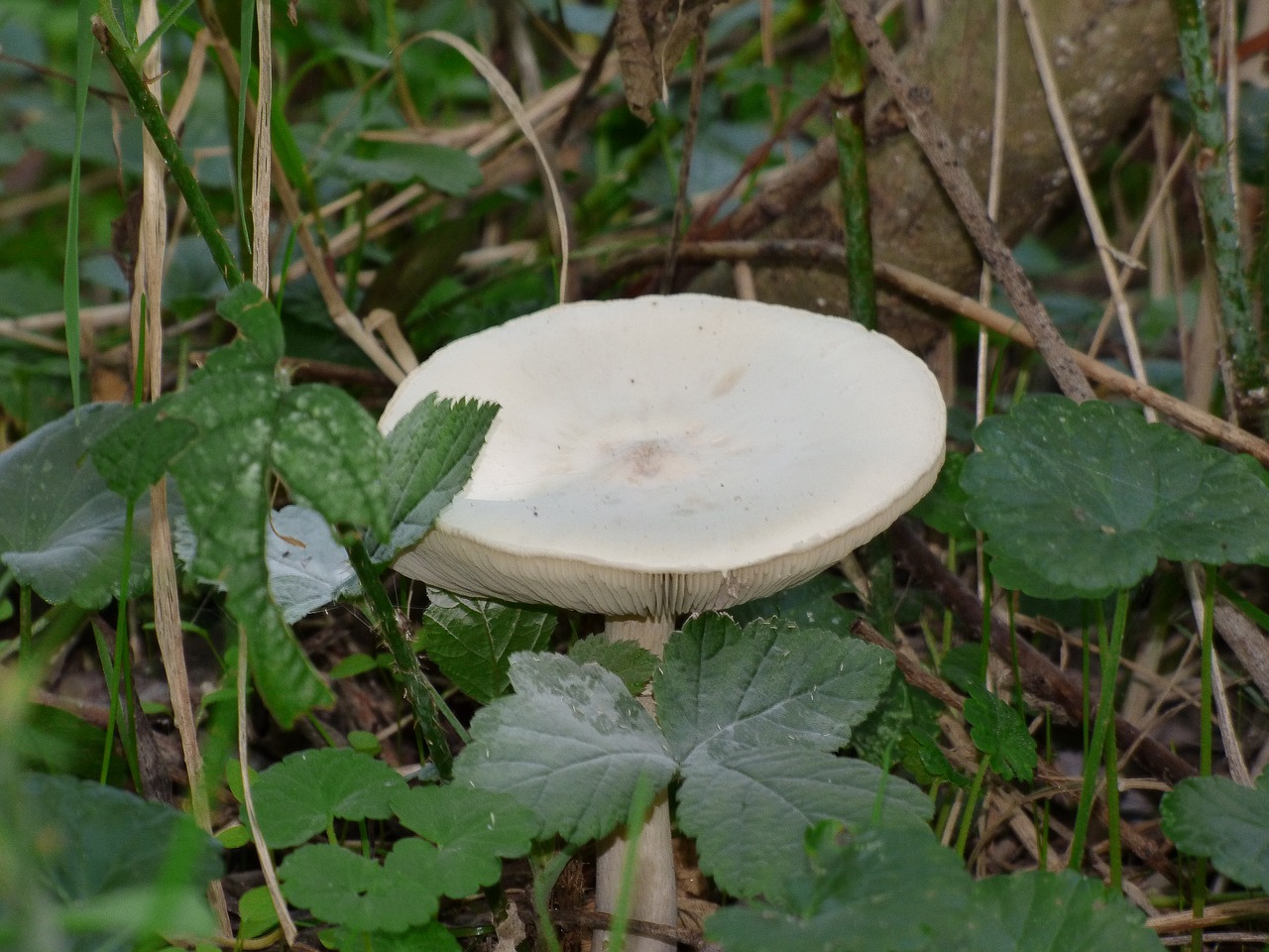 boletus foliage forest free photo