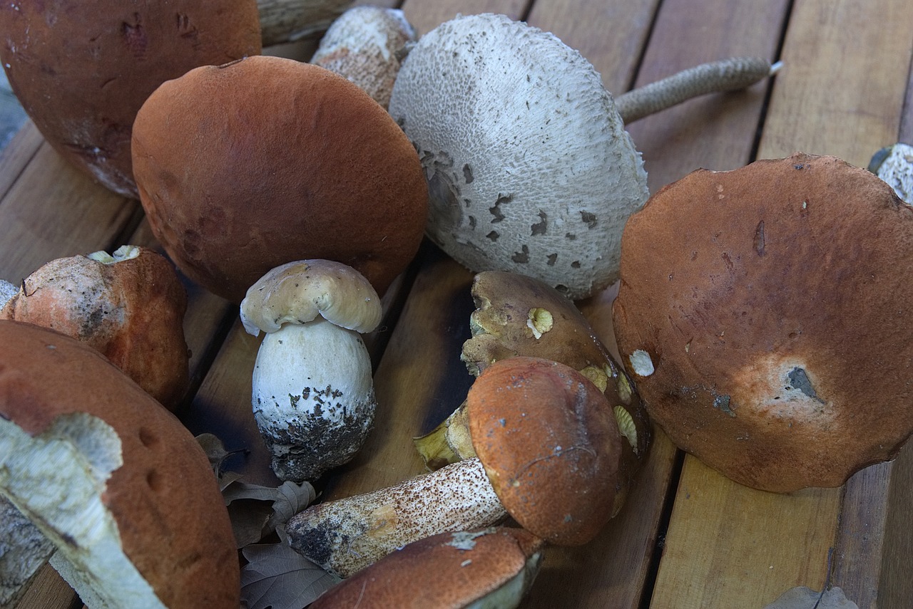 boletus ceps mushrooms free photo