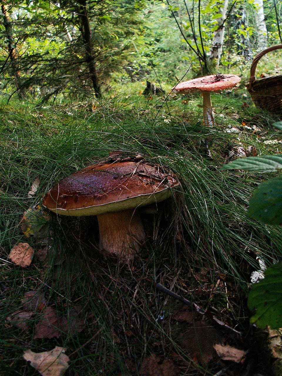 boletus mushrooms basket free photo