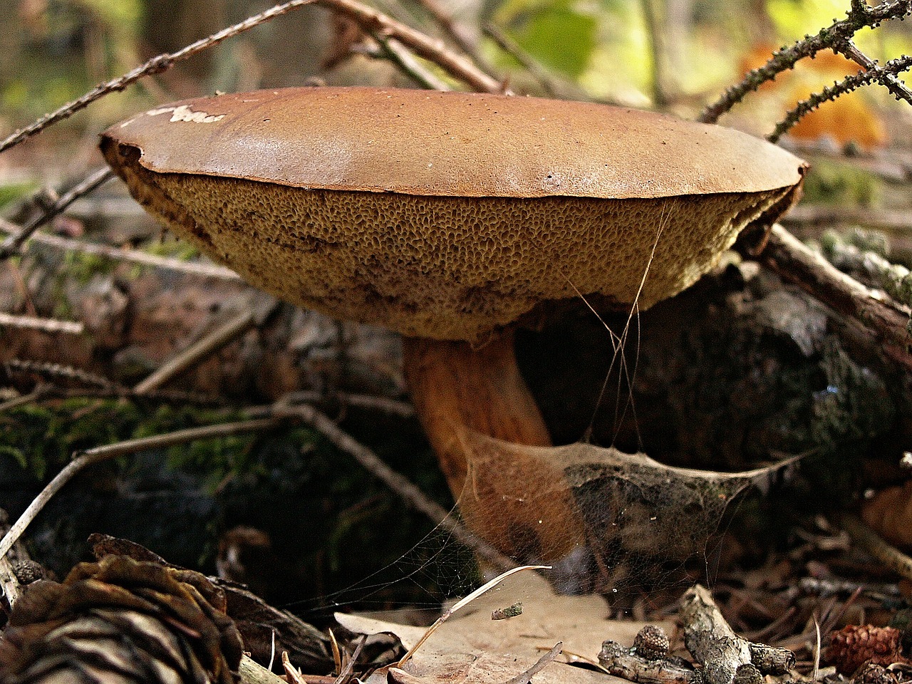 boletus old fruiting bodies fungus free photo