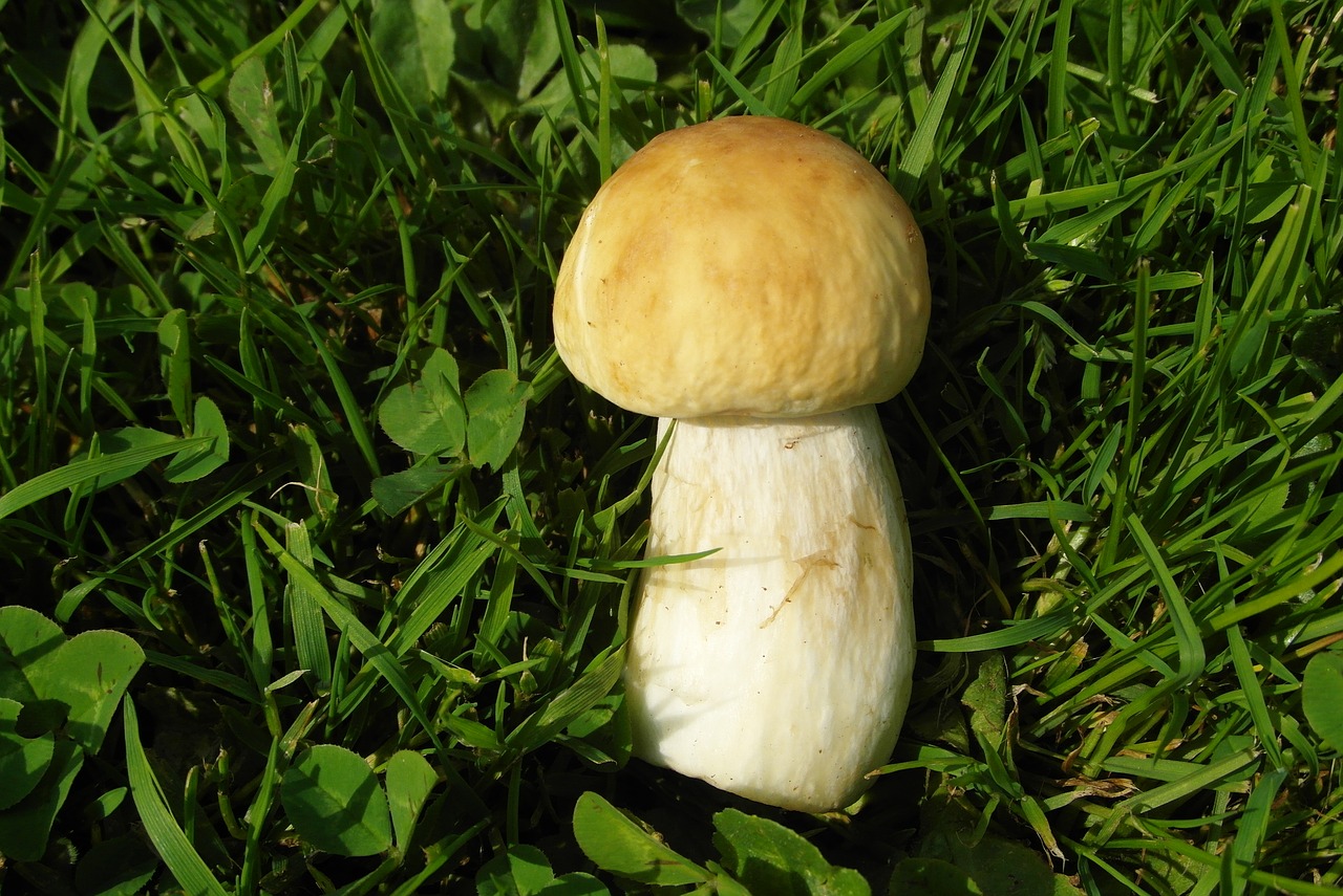boletus  mushroom  small free photo