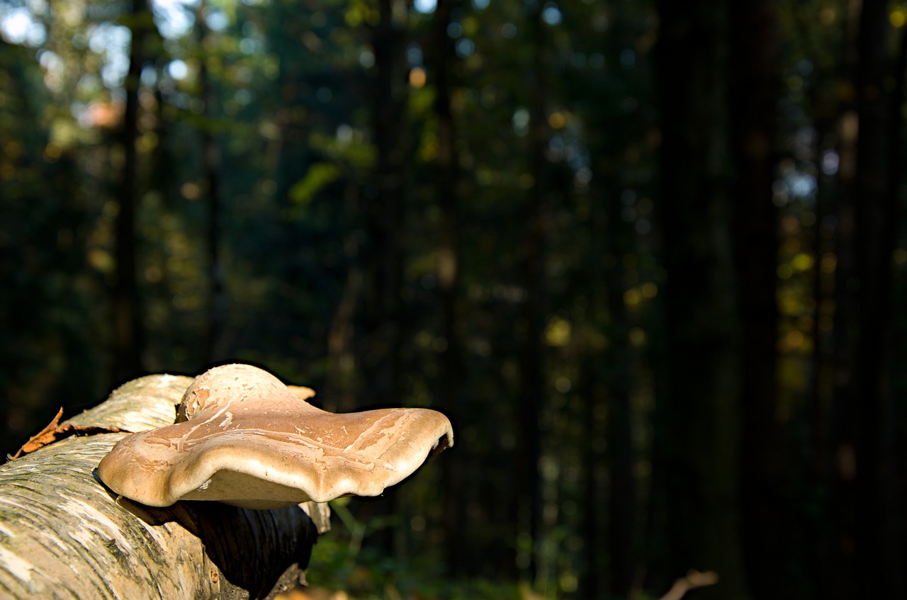 boletus  tree  autumn free photo