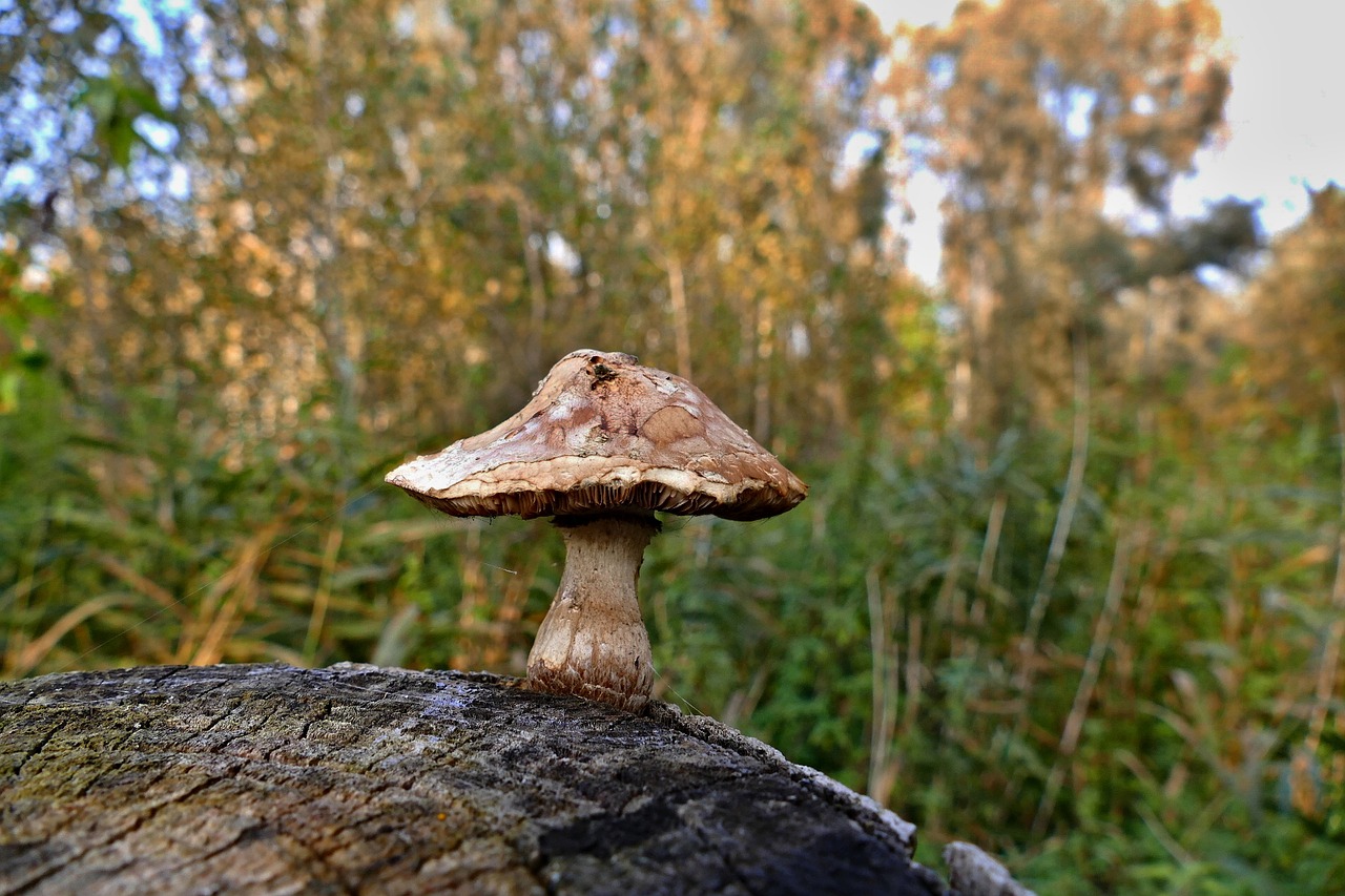 boletus  stump  autumn free photo