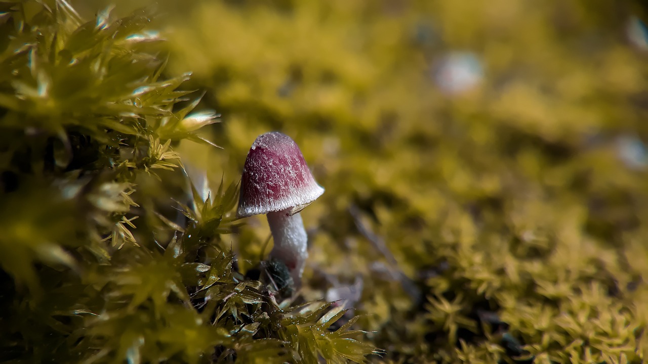 boletus  red  close-up free photo