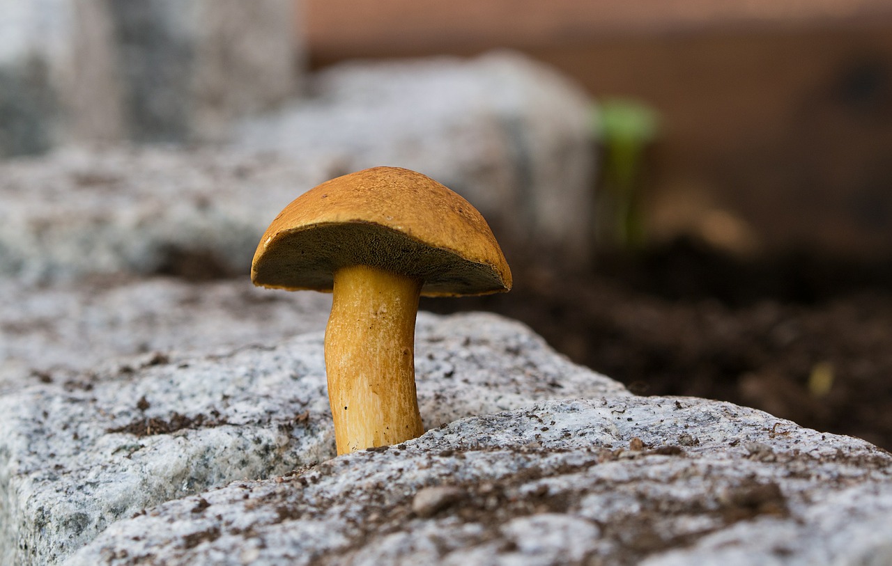 boletus mushroom nature free photo