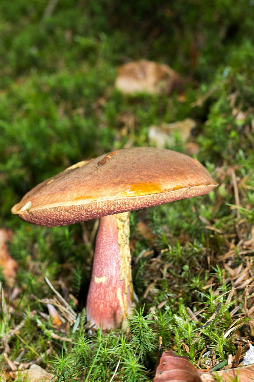 boletus fungus nature free photo