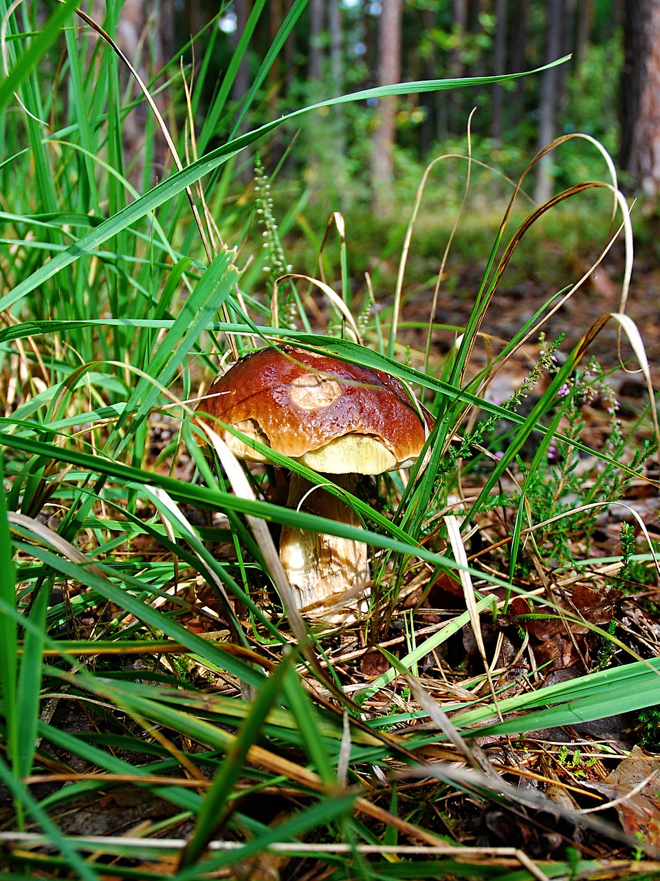 boletus fungus forest free photo