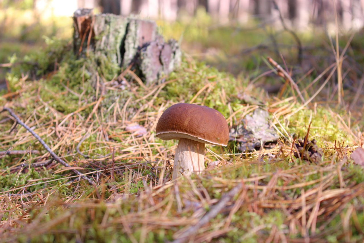 boletus boletus edulis mushroom free photo