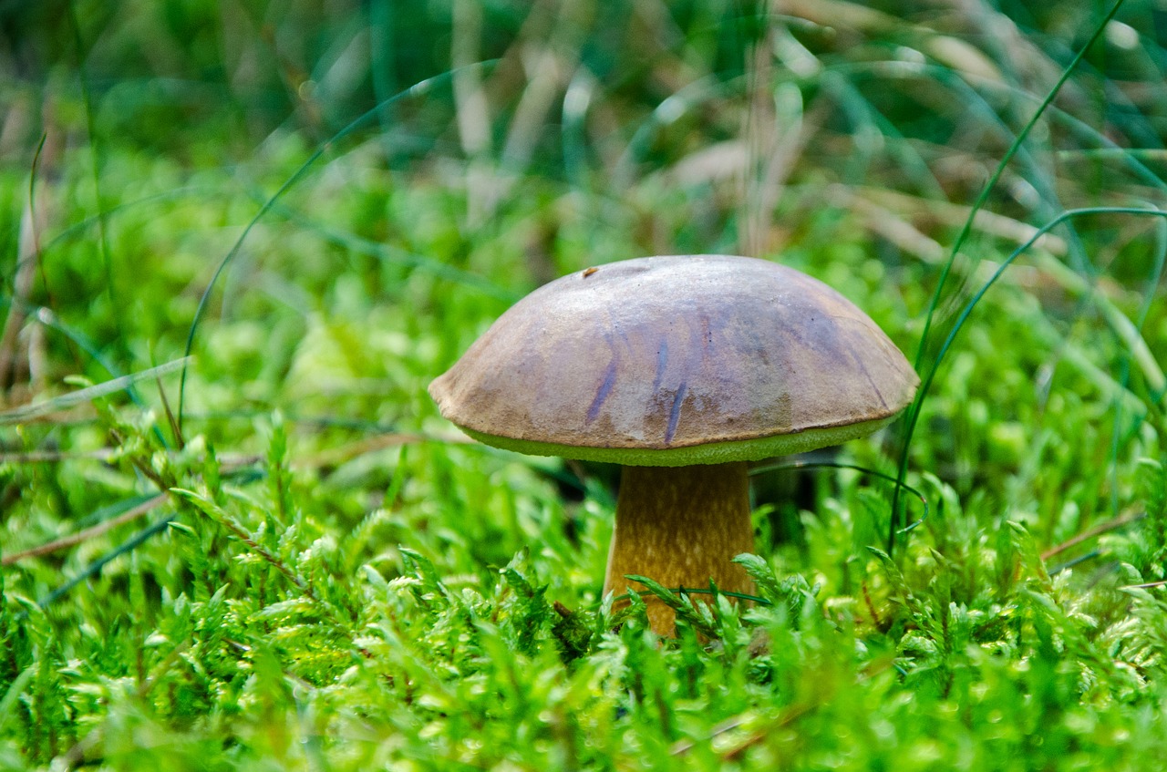 boletus-boletus chestnut mushroom free photo
