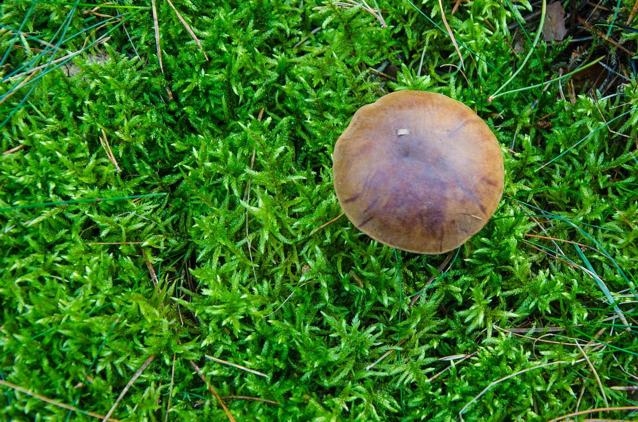 boletus-boletus chestnut mushroom free photo