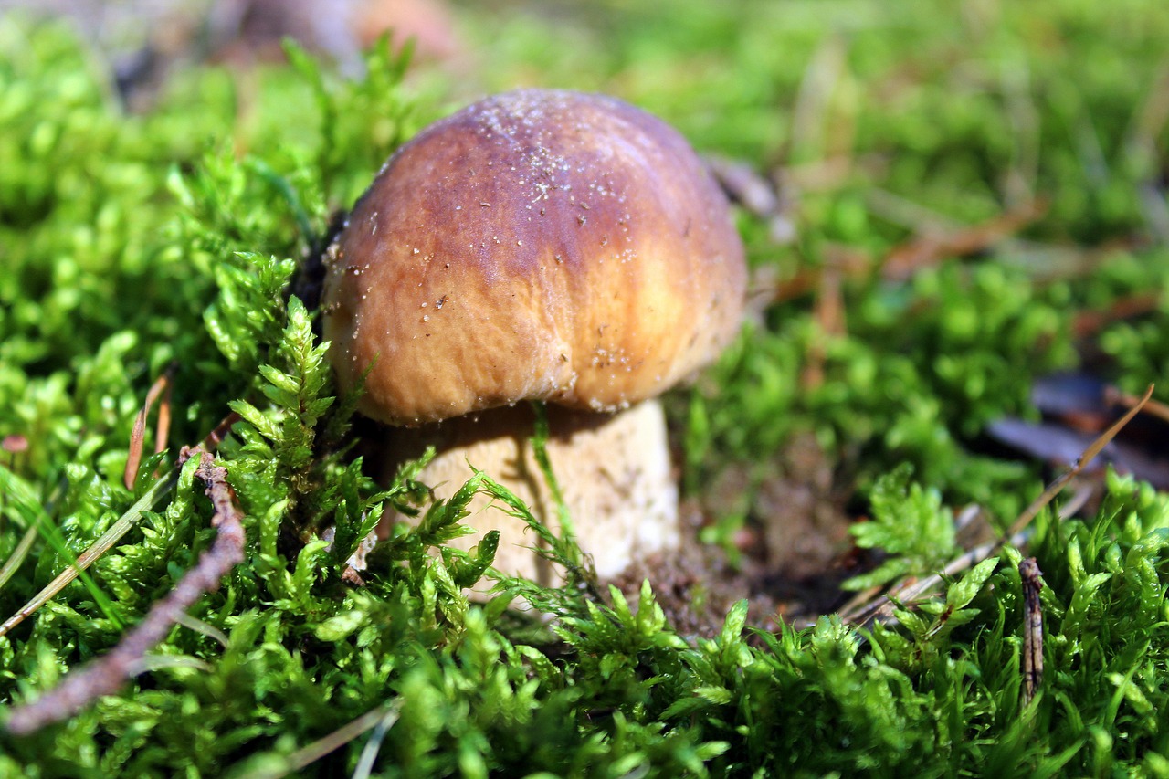 boletus edulis mushroom mushrooms edible free photo