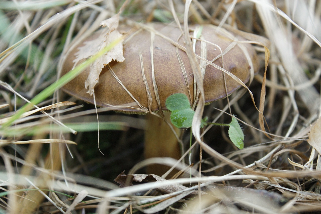 boletus edulis mushroom appetizer free photo