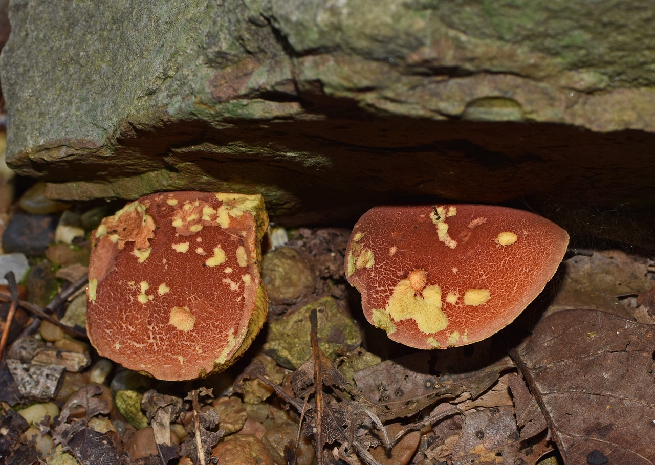 boletus mushroom forest floor mushroom free photo