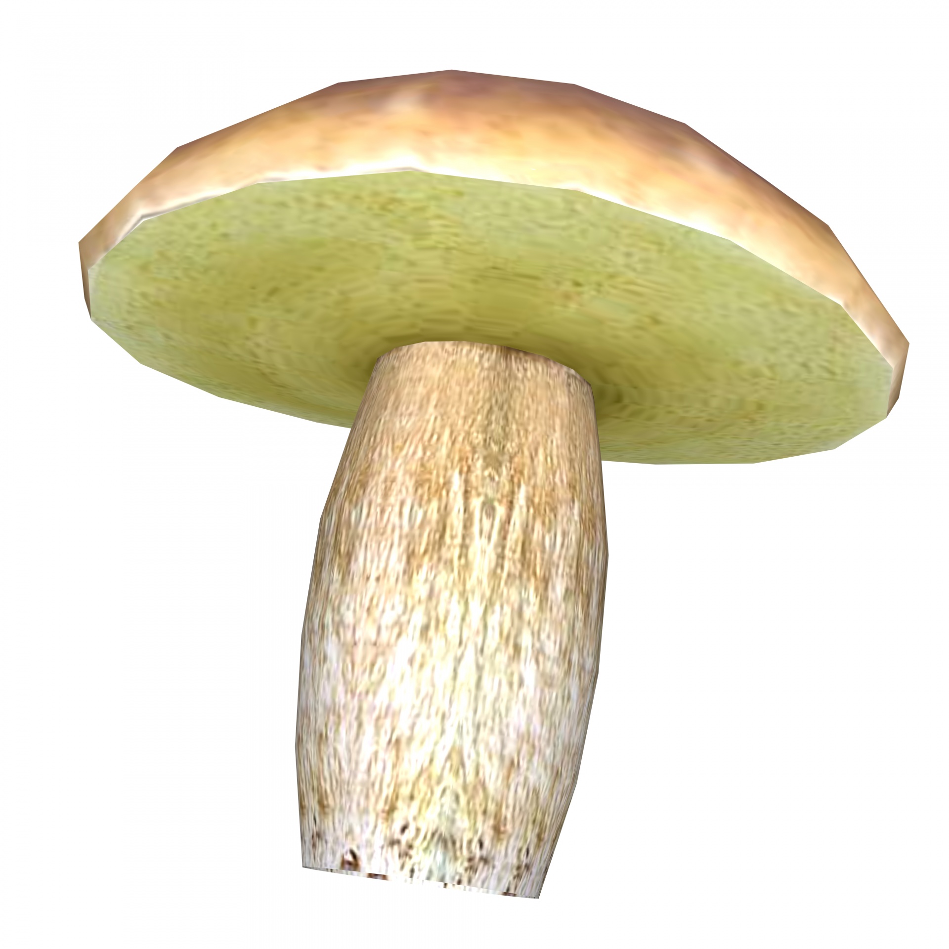 drawing boletus mushroom free photo
