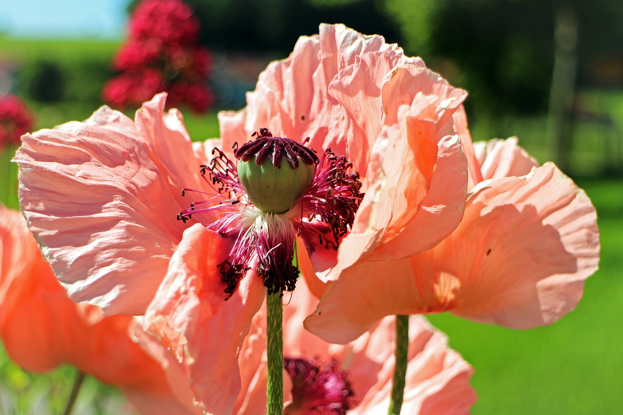 boll seeds poppy free photo