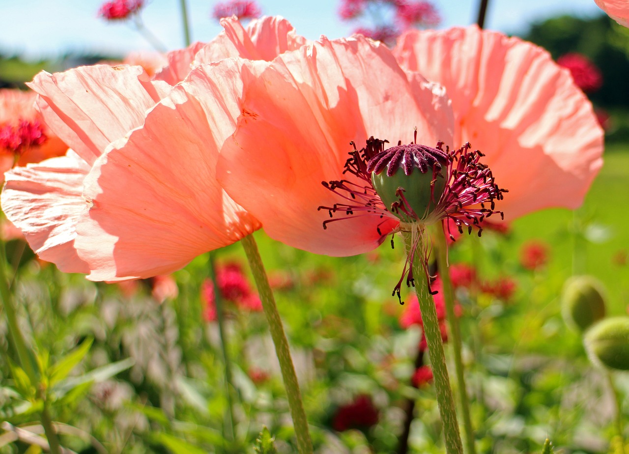 boll seeds poppy free photo