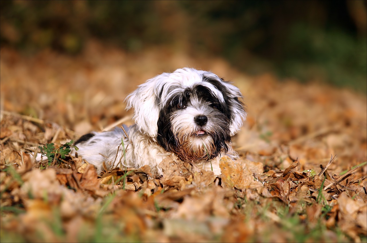 bolonka autumn leaves free photo