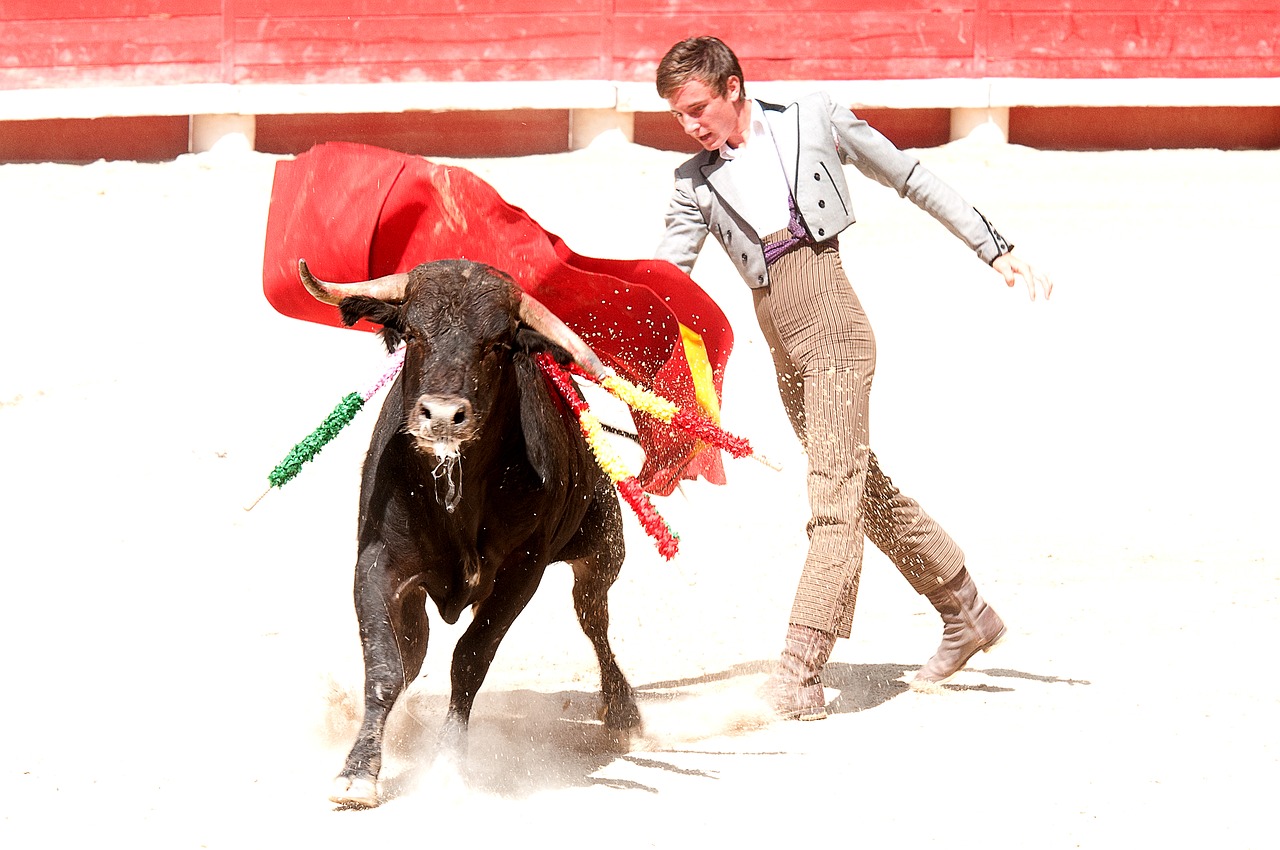 bolsin bullfight bull free photo