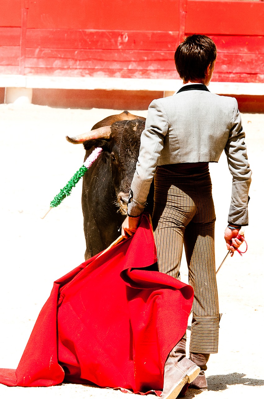 bolsin bullfight bull free photo