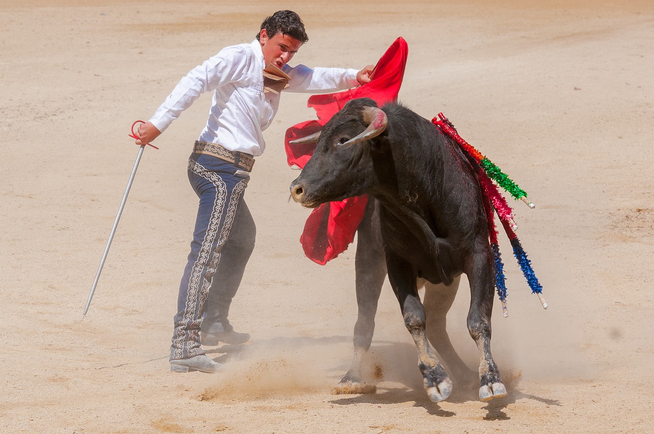 bolsin bullfight bull free photo