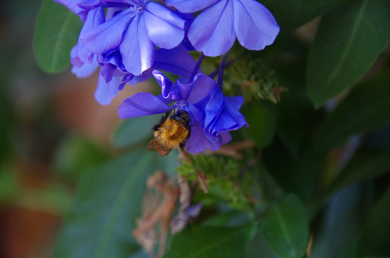 bombo bumblebee insects free photo