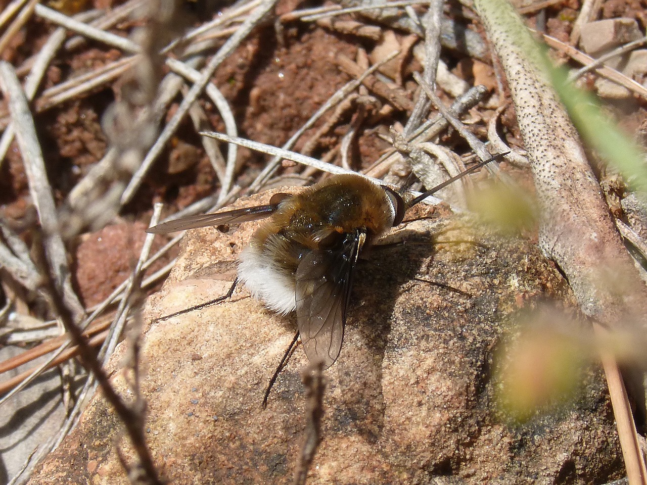 bombus drone detail free photo