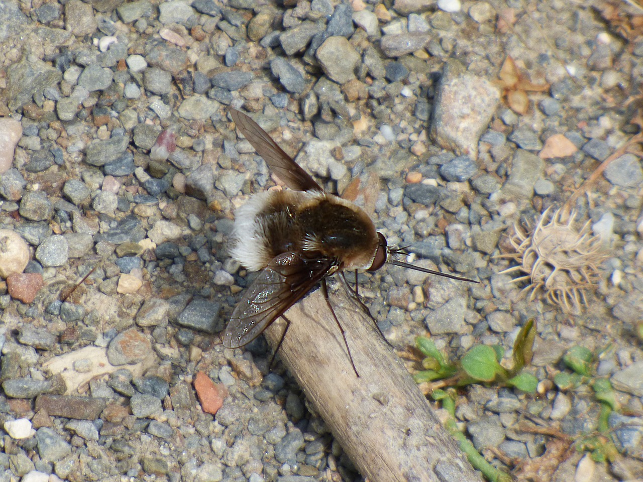 bombus drone bumblebee free photo