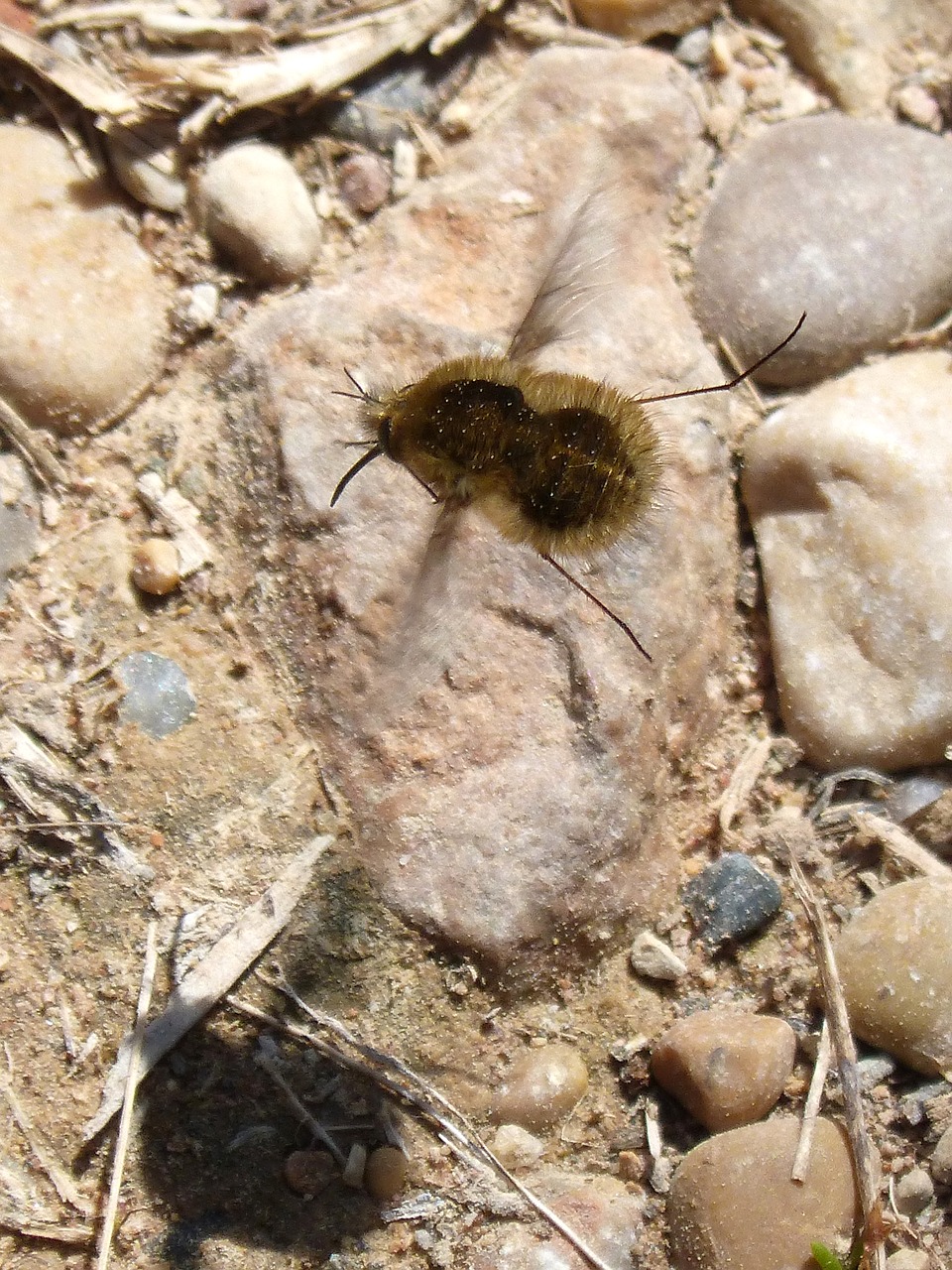 bombus bombus pascuorum borinot camp free photo