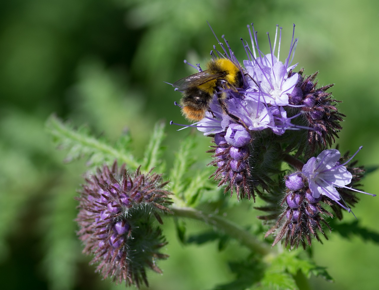 bombus lapidarius drone stones phacélie free photo