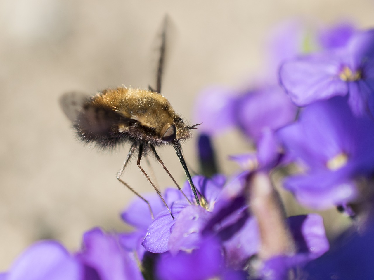 bombyliidae fly insect free photo