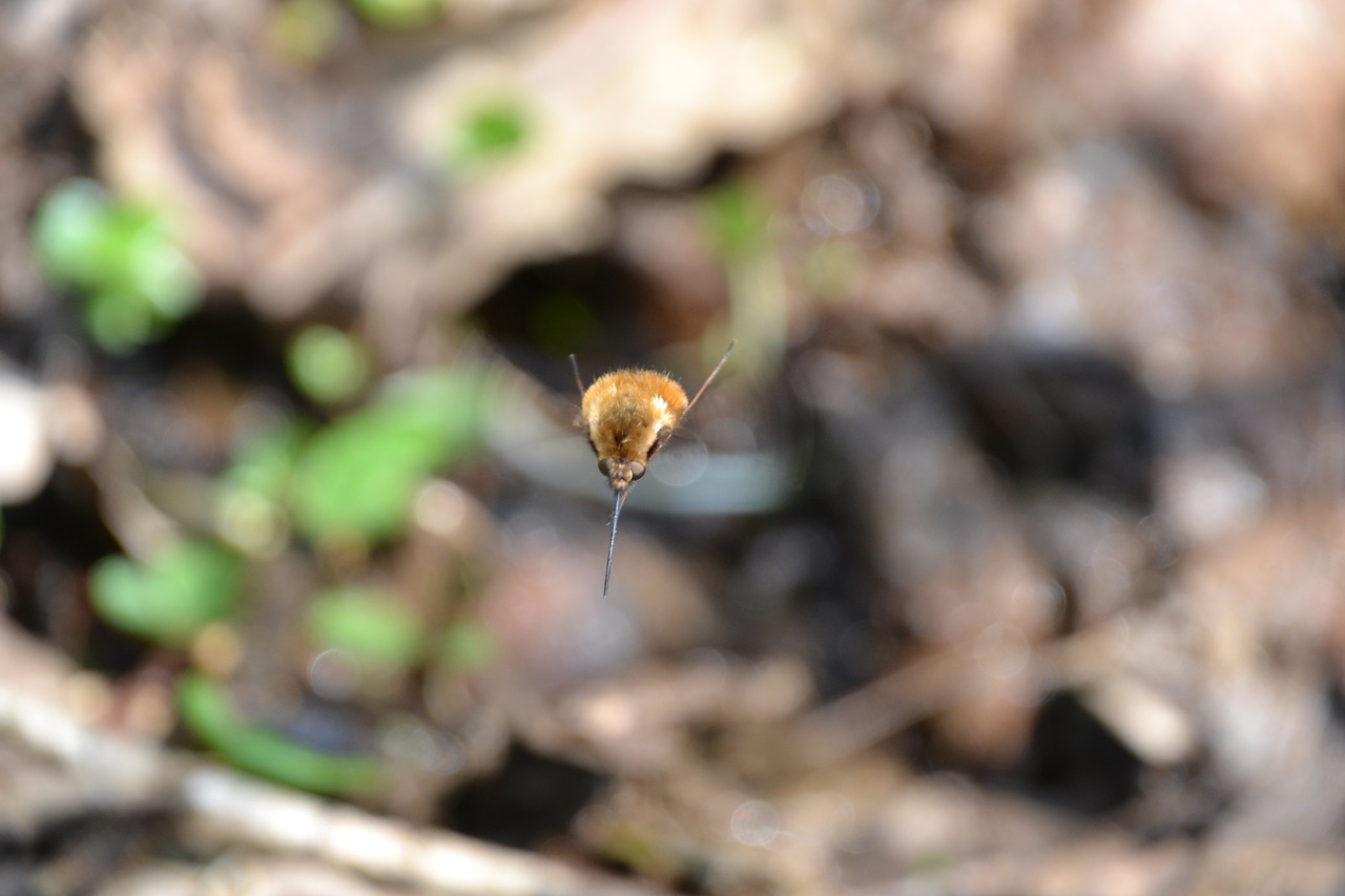 bombylius major bombyliidae hummelfliege free photo