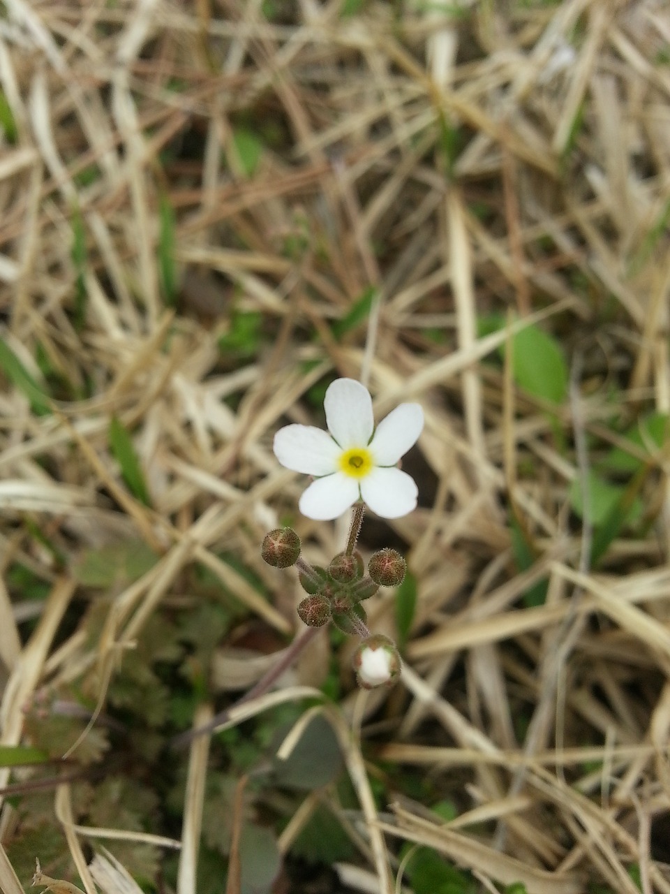 bommatyi flowers copper jangjamot free photo