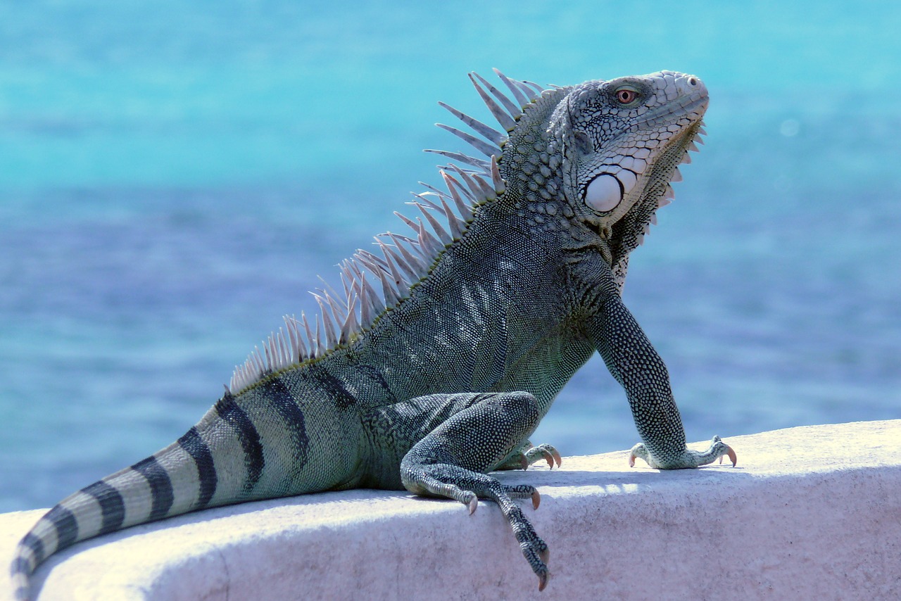 bonaire iguana reptile free photo