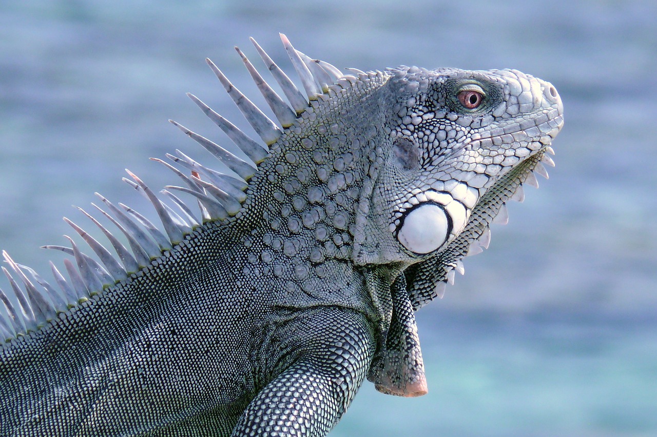 bonaire iguana reptile free photo