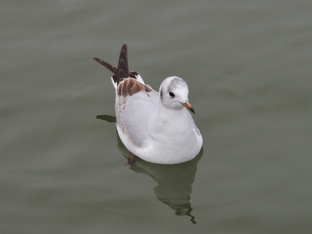 bonaparte's gull gull bird free photo