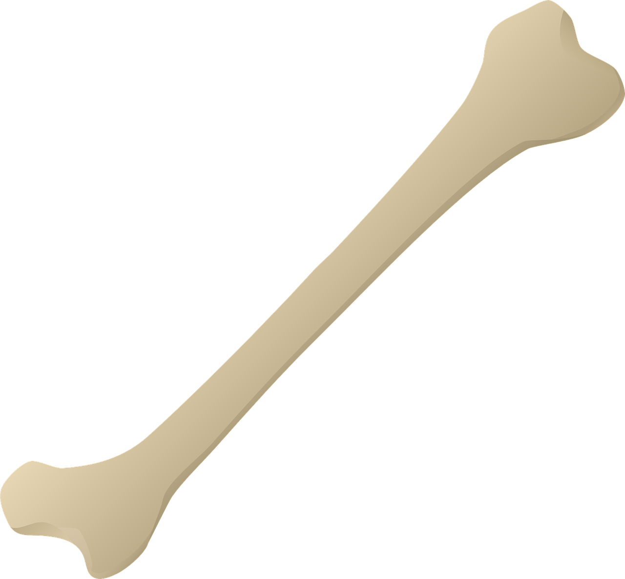 bone bone carving leg bone free photo
