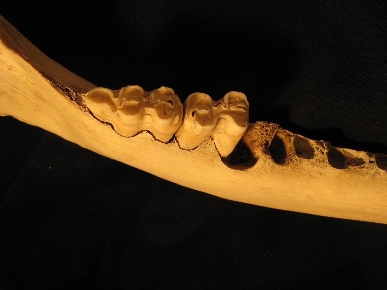bone teeth jaw free photo