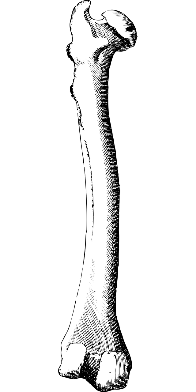 bone leg bone femur free photo