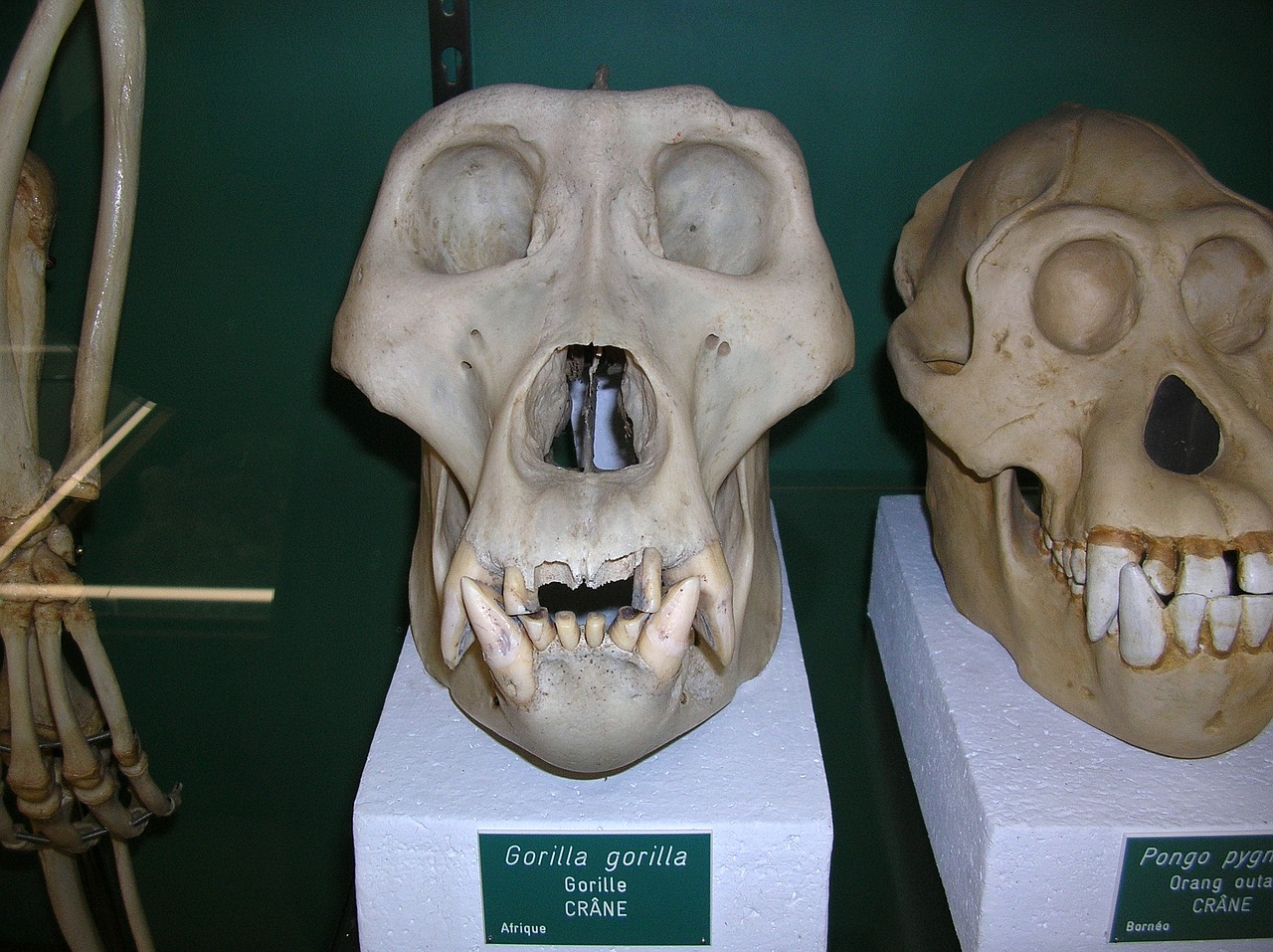 bone skull anatomy free photo