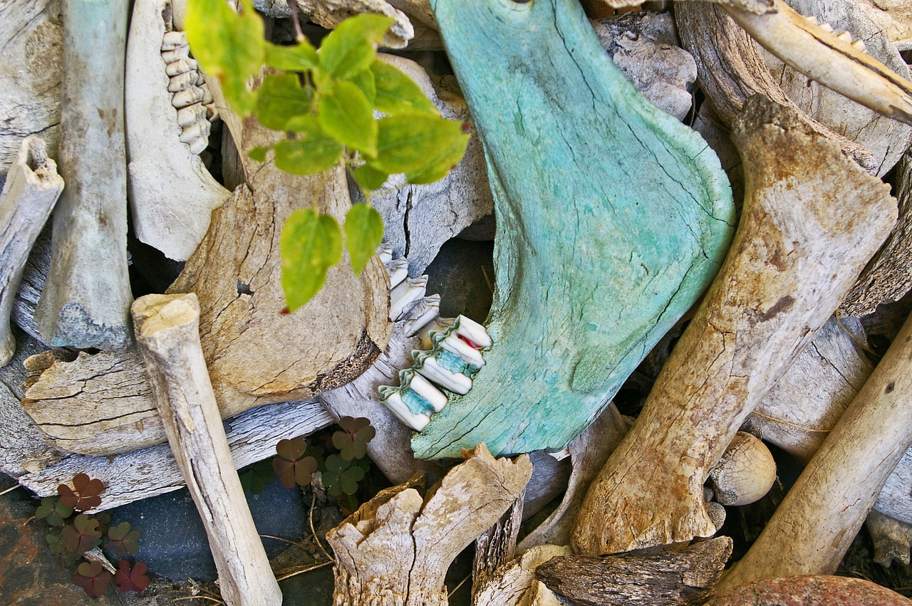 bone fund  excavations  skull free photo
