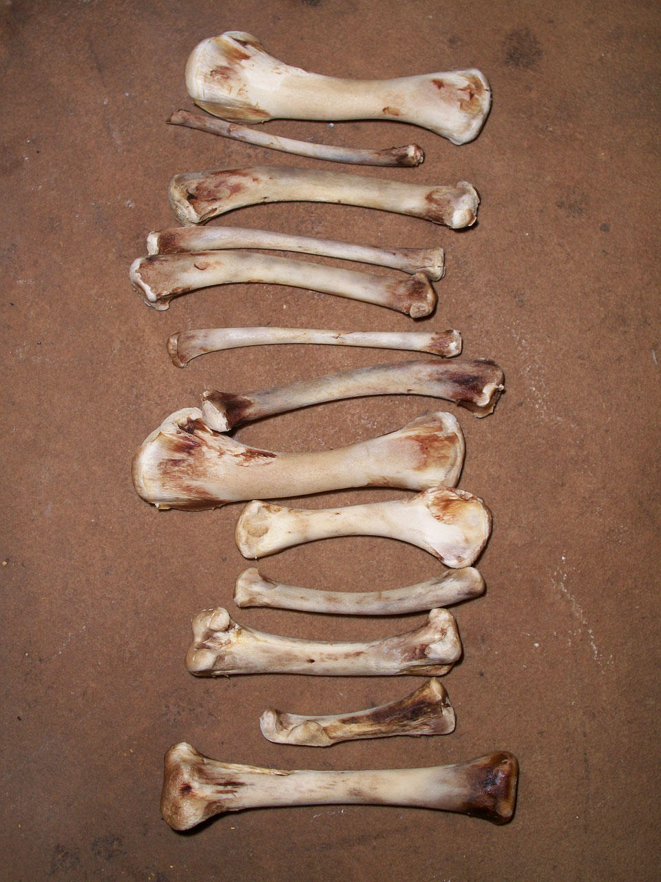 caveman voodoo bones free photo