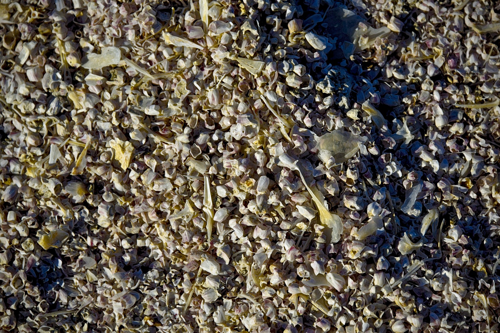 sea shells bones free photo
